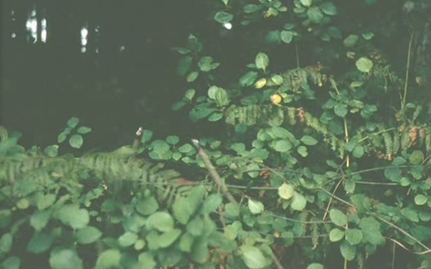 File:Collateral damage1.jpg