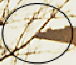 File:F 0174branch.jpg