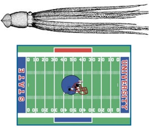 File:Giant squid comparison.jpg