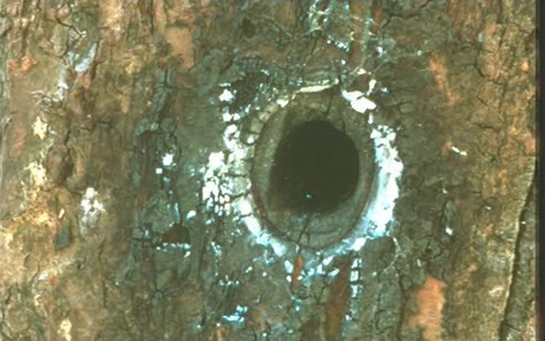 File:Tree that billy shot5.jpg