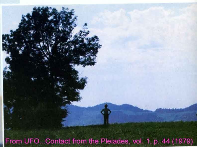 File:Hasenbol tree in leaf.jpg