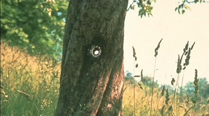 File:Tree that billy shot3.jpg
